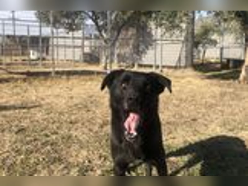 Leyla - Zuhause-für-immer-gesucht