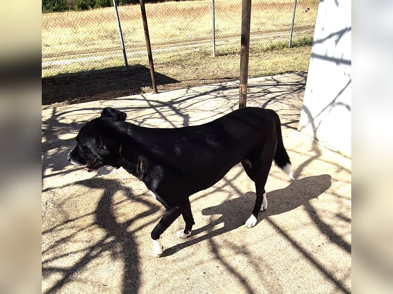 Gulio - süßer Racker