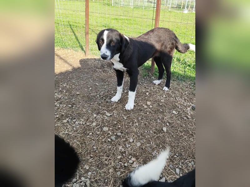 Balou - einfach bezaubernd