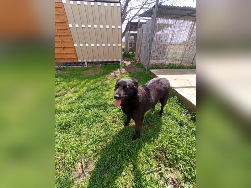 Hulla  - wunderschöne Hundedame sucht ihre Glücksfamilie
