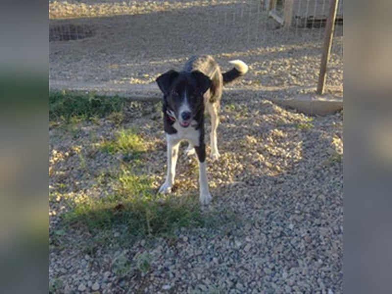 Angelo - Fröhlicher Junghund