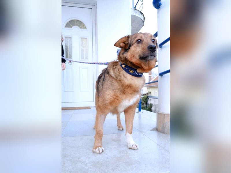 Auch Ema ist der Hölle entkommen und braucht dringend eine liebe Familie