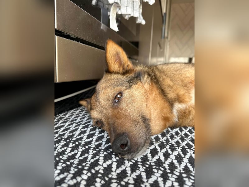 Auch Ema ist der Hölle entkommen und braucht dringend eine liebe Familie