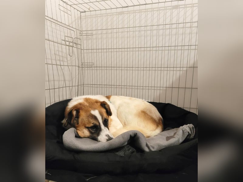 Phoenix, aus der Hölle entkommen, sucht nun seinen Himmel auf Erden