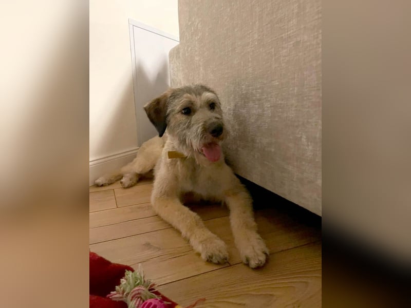 Süße Titza sucht ihr eigenes Körbchen