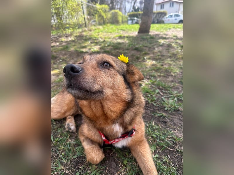 Auch Ema ist der Hölle entkommen und braucht dringend eine liebe Familie