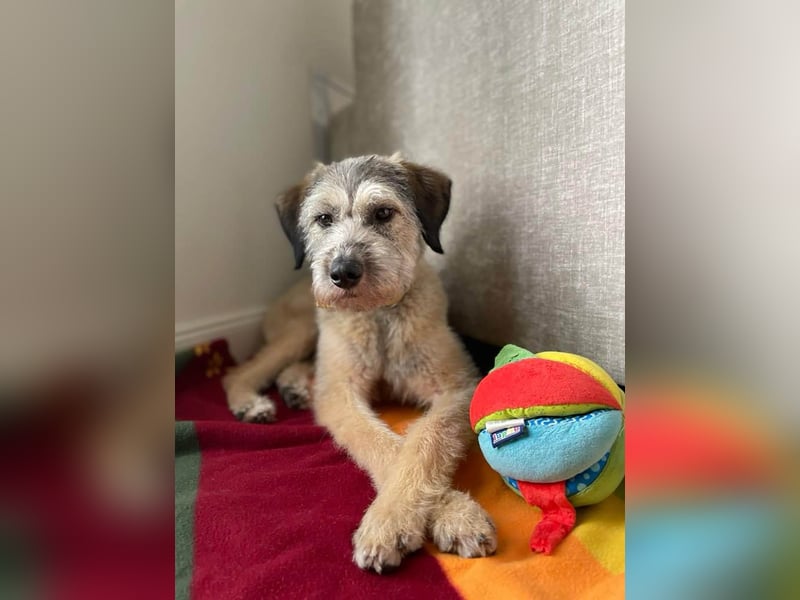 Süße Titza sucht ihr eigenes Körbchen