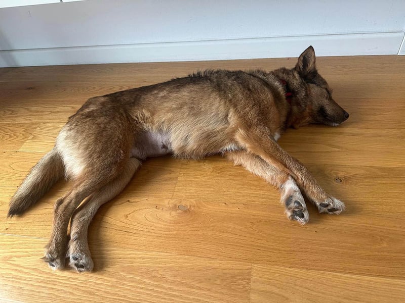 Auch Ema ist der Hölle entkommen und braucht dringend eine liebe Familie