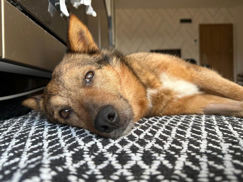 Auch Ema ist der Hölle entkommen und braucht dringend eine liebe Familie