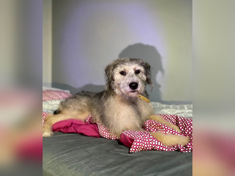 Süße Titza sucht ihr eigenes Körbchen