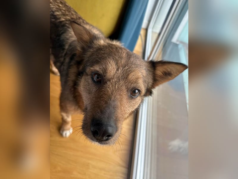 Auch Ema ist der Hölle entkommen und braucht dringend eine liebe Familie