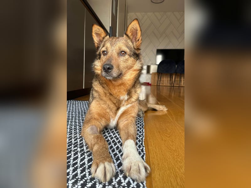 Auch Ema ist der Hölle entkommen und braucht dringend eine liebe Familie