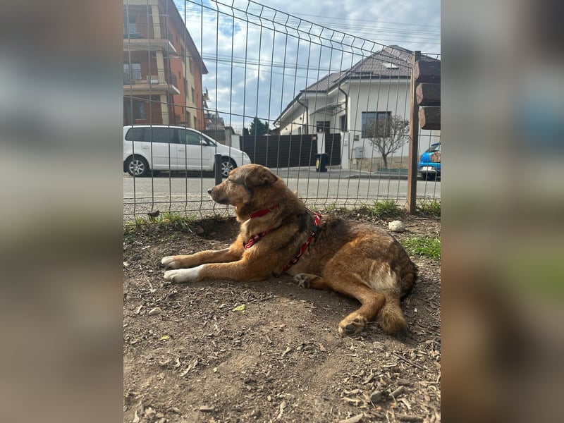 Auch Ema ist der Hölle entkommen und braucht dringend eine liebe Familie