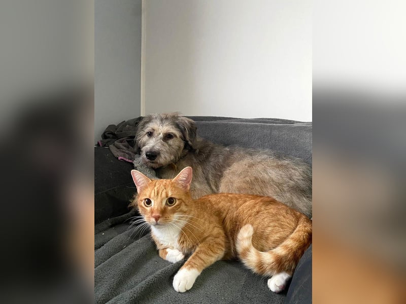 Süße Titza sucht ihr eigenes Körbchen