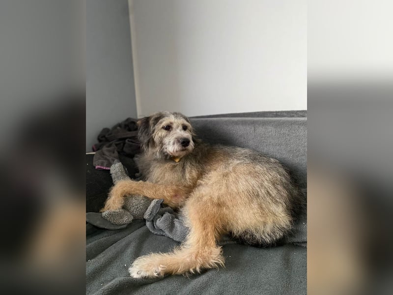 Süße Titza sucht ihr eigenes Körbchen