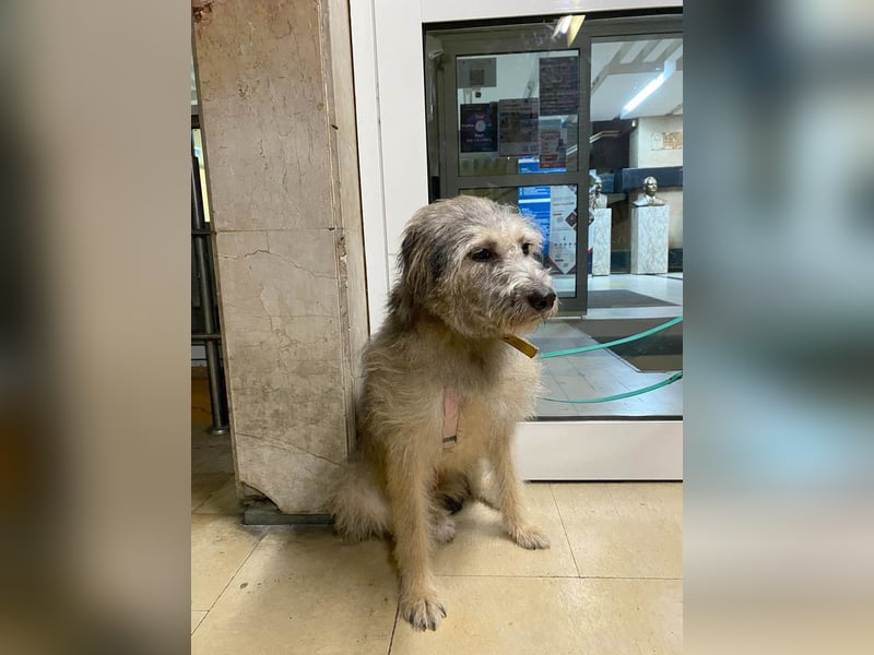 Süße Titza sucht ihr eigenes Körbchen