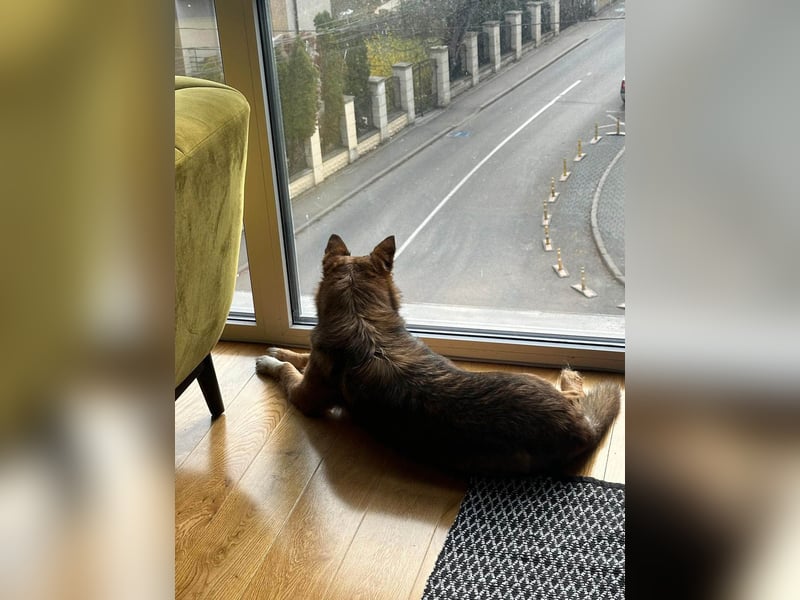 Auch Ema ist der Hölle entkommen und braucht dringend eine liebe Familie