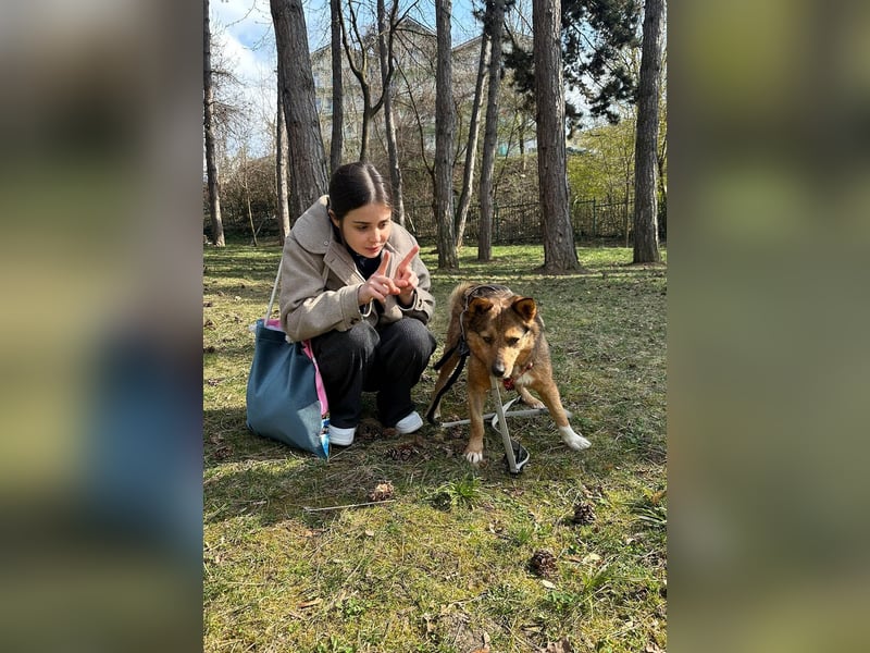 Auch Ema ist der Hölle entkommen und braucht dringend eine liebe Familie