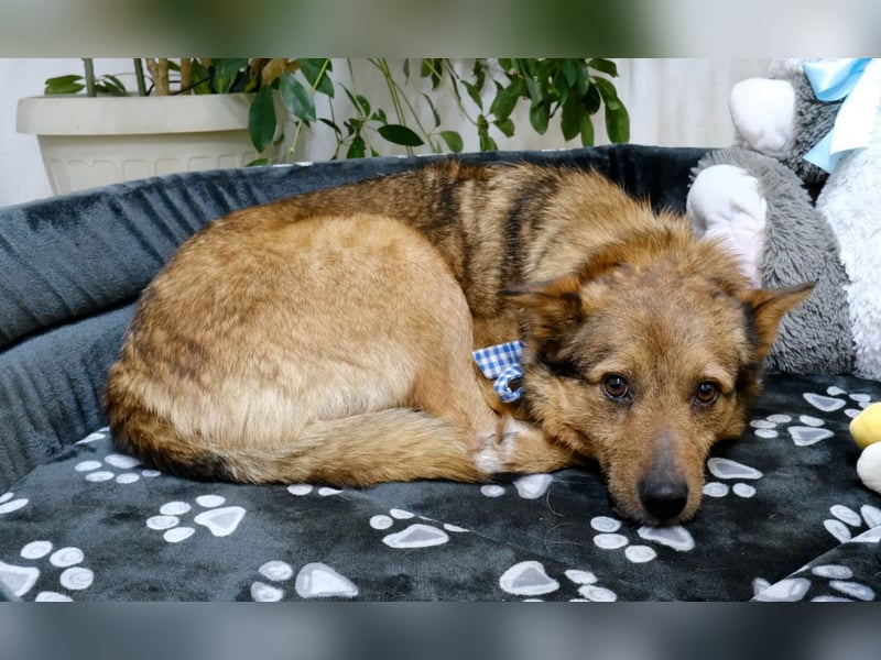 Auch Ema ist der Hölle entkommen und braucht dringend eine liebe Familie