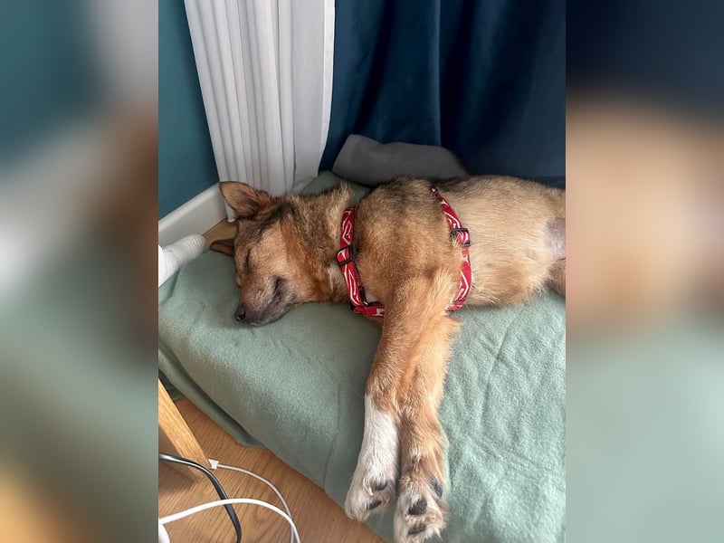 Auch Ema ist der Hölle entkommen und braucht dringend eine liebe Familie