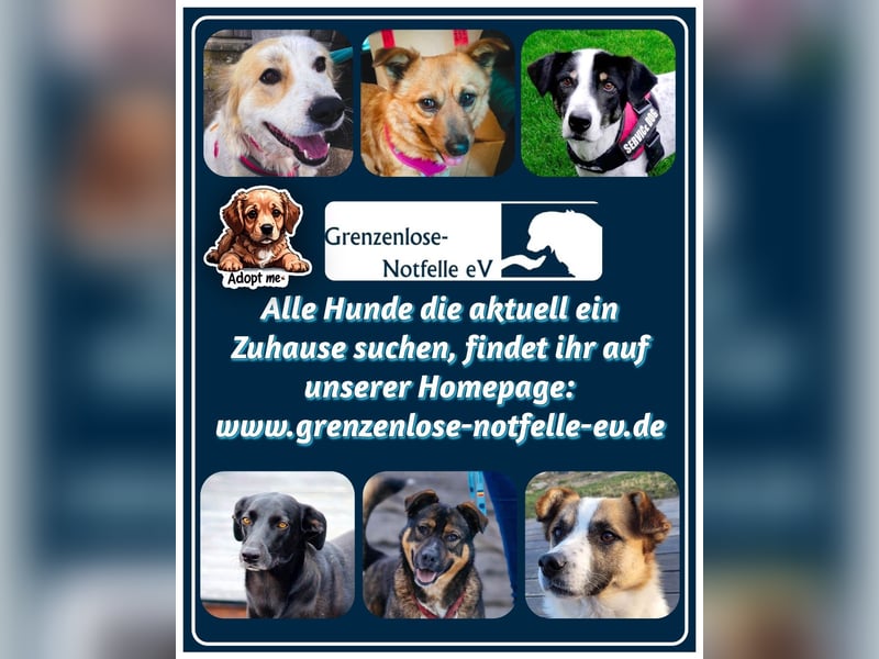 Süßer Costel sucht seine Schmusefamilie