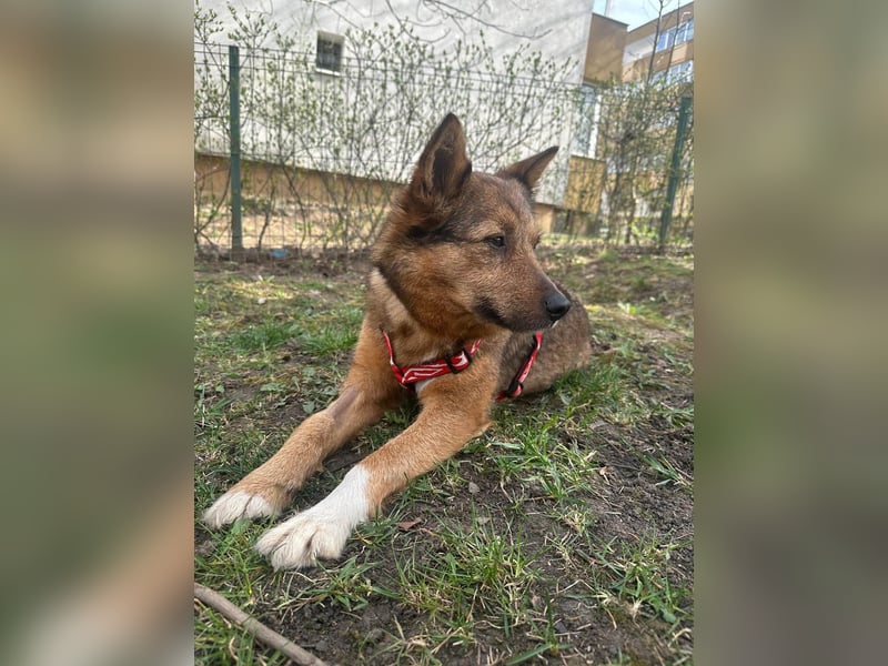 Auch Ema ist der Hölle entkommen und braucht dringend eine liebe Familie