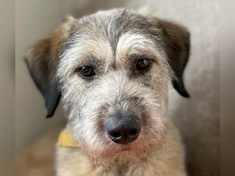 Süße Titza sucht ihr eigenes Körbchen