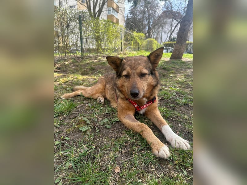 Auch Ema ist der Hölle entkommen und braucht dringend eine liebe Familie