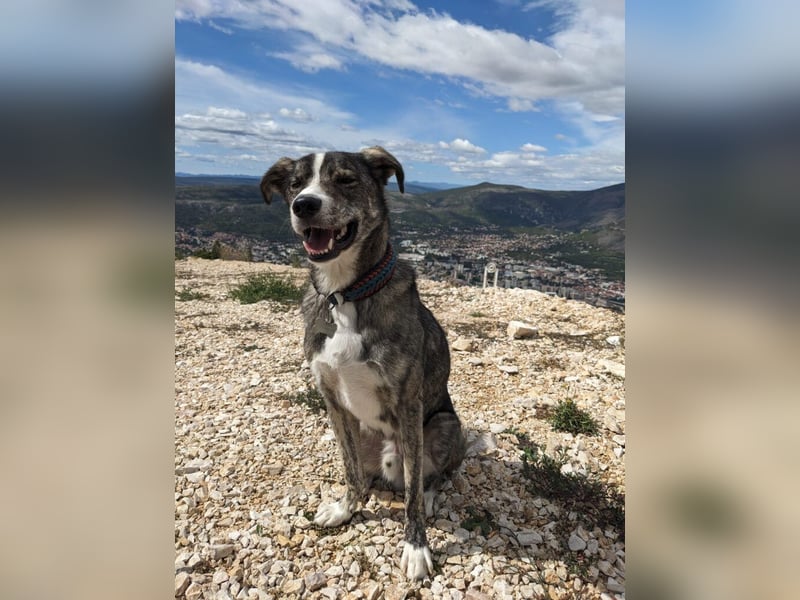 Floki wartet in 90491 Nürnberg