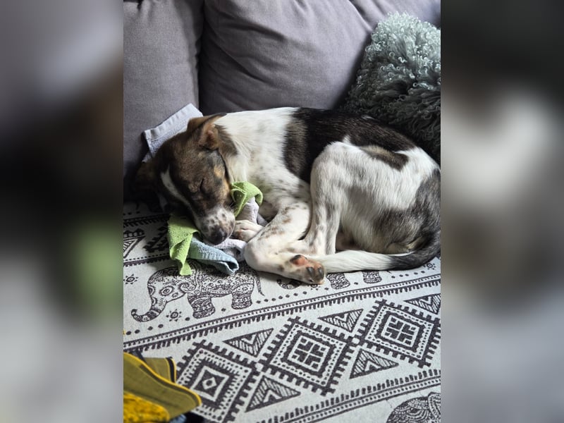 Kalle wartet  in 97513 Michelau