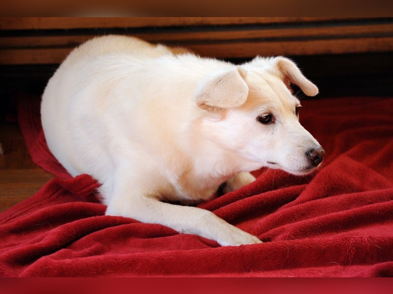 Ella wartet in 64720 Michelstadt