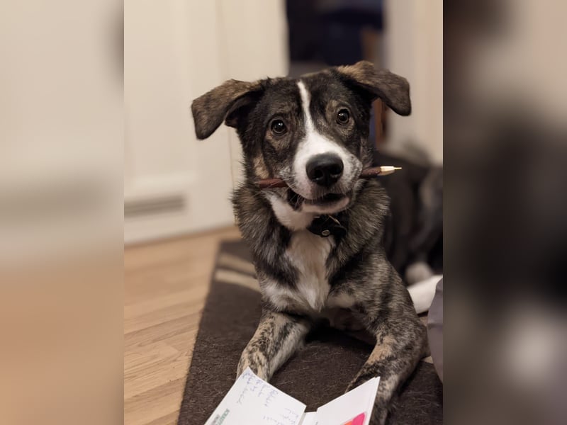 Floki wartet in 90491 Nürnberg