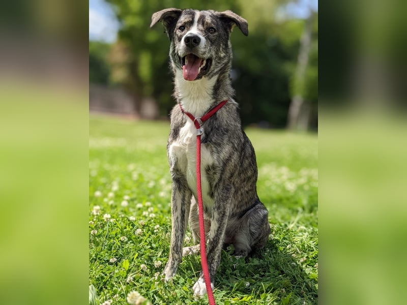 Floki wartet in 90491 Nürnberg