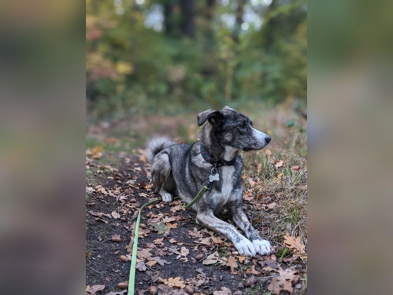 Floki wartet in 90491 Nürnberg
