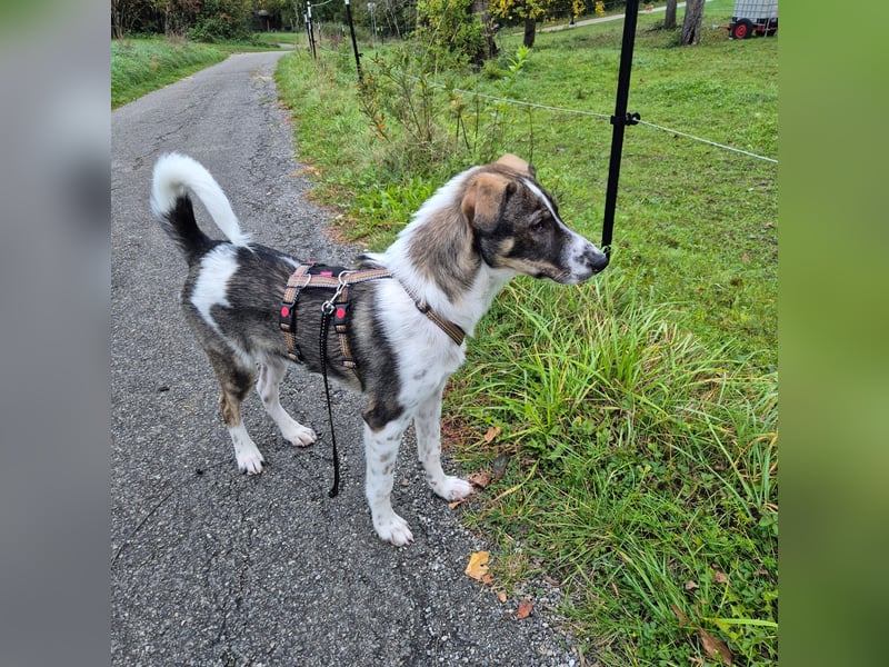 Kalle wartet  in 97513 Michelau