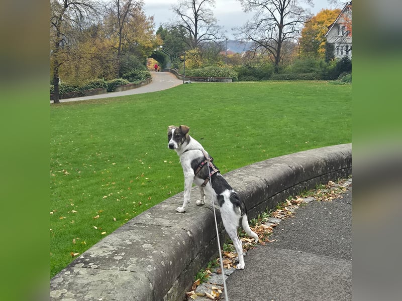 Kalle wartet  in 97513 Michelau