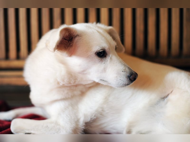 Ella wartet in 64720 Michelstadt