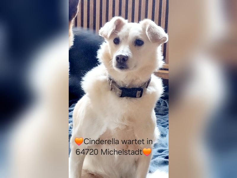 Ella wartet in 64720 Michelstadt