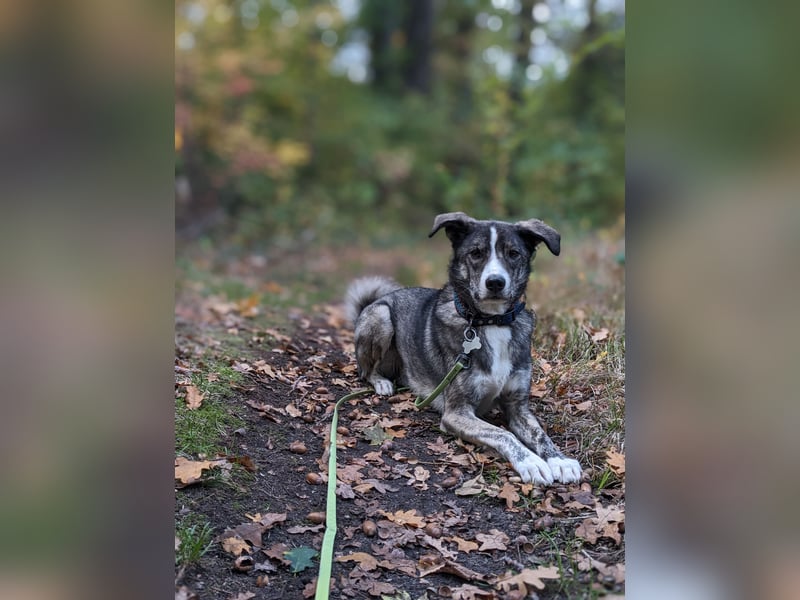 Floki wartet in 90491 Nürnberg
