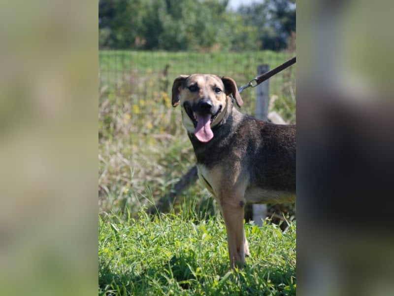 Artur 2, noch in Ungarn, möchte sein Leben als Streuner hinter sich lassen