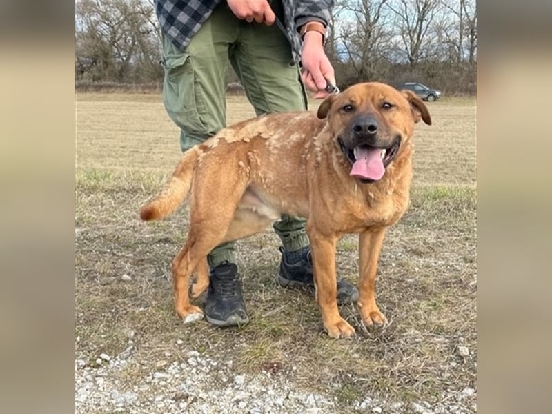 Dobi ist auf der Suche nach einer lieben Familie !