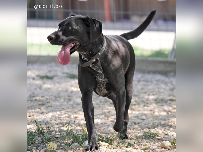Bildschöner Jungspund Morris, ein ungeschliffener Diamant, braucht einen Neustart !