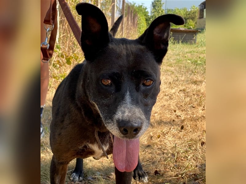 Keszi sucht ihr Glück,nachdem sie von ihrem Besitzer wieder ans  Tierheim zurückgegeben wurde !eben.