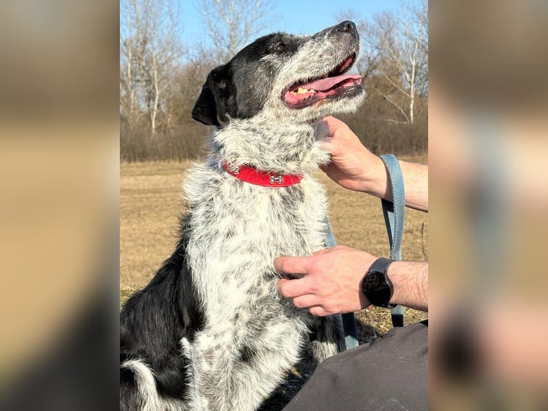 Hecsedli würde  gerne bei bewegungsfreudigen Menschen leben !