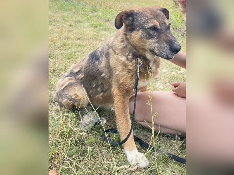 Großer Kuschelhund Original wäre gerne Einzelhund !