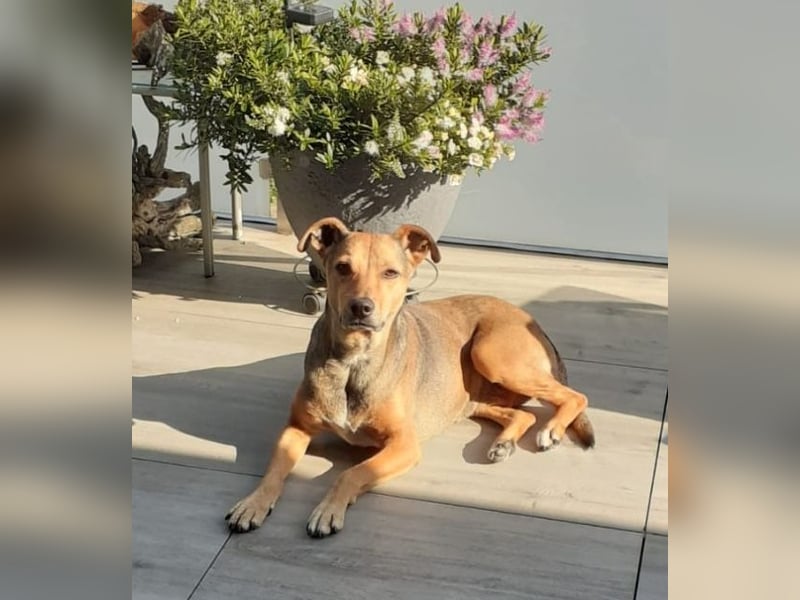 Sos für Liza ...sie verliert ihr Zuhause ! Es wird dringend ein Platz gesucht .