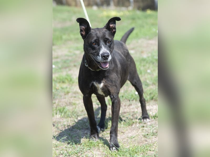 Keszi sucht ihr Glück,nachdem sie von ihrem Besitzer wieder ans  Tierheim zurückgegeben wurde !eben.