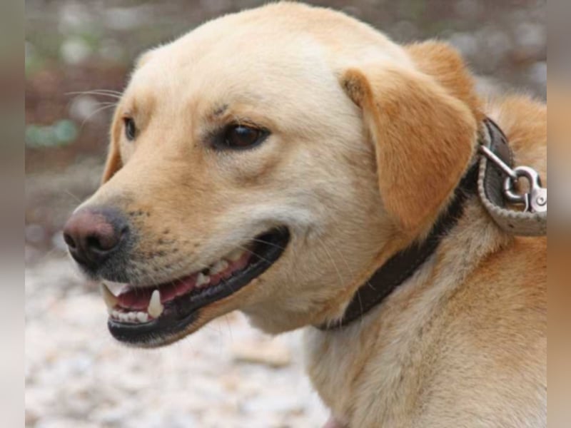 Wer hilft Zsemle, Menschen wieder zu vertrauen?