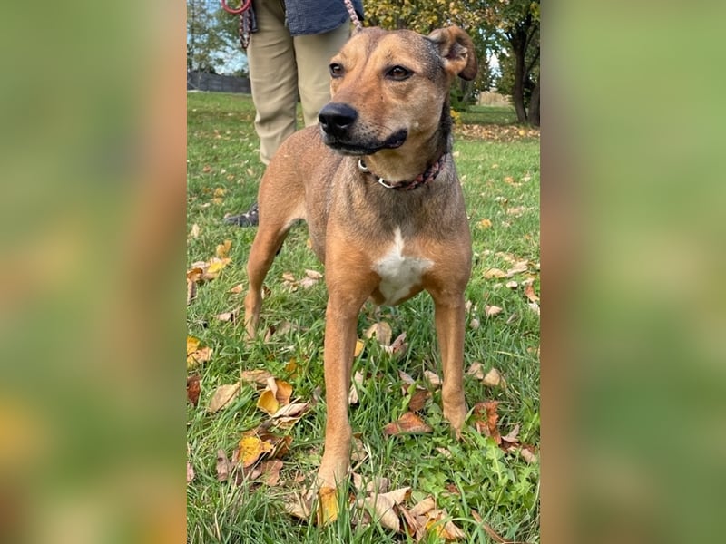 Sos für Liza ...sie verliert ihr Zuhause ! Es wird dringend ein Platz gesucht .