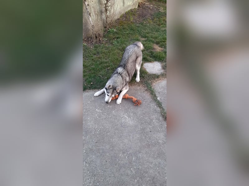 Lilit, wunderschöne Husky-Mix Hündin, ein Rohdiamant !